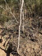 Image of Vachellia bidwillii (Benth.) Kodela