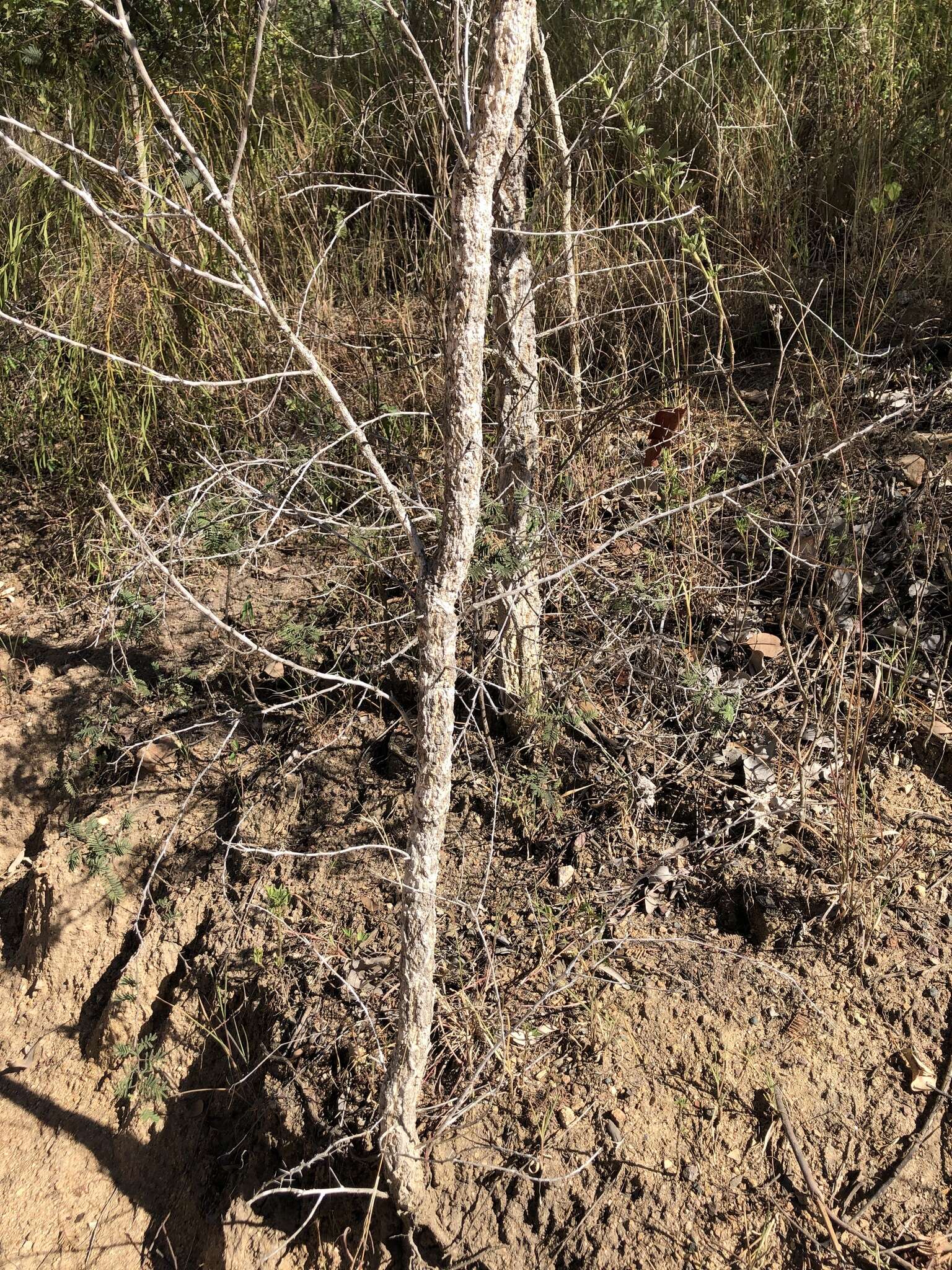 Image of Vachellia bidwillii (Benth.) Kodela