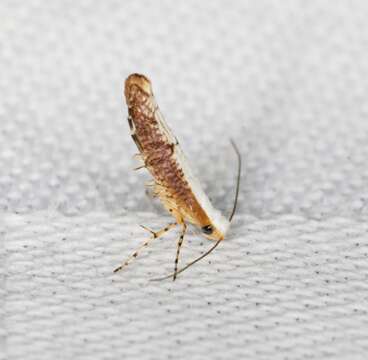 Imagem de <i>Argyresthia lata</i>