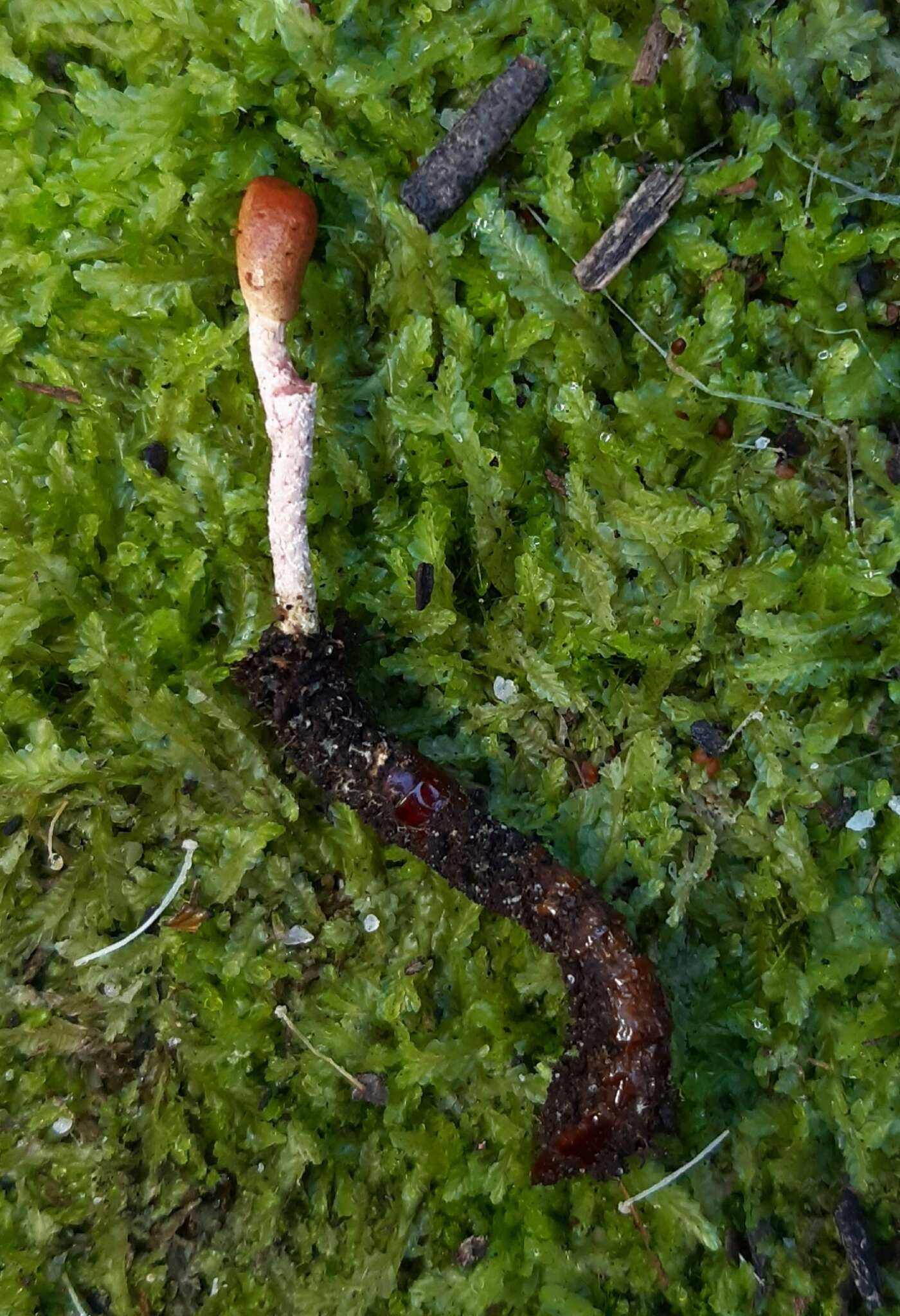 Image of Ophiocordyceps entomorrhiza (Dicks.) G. H. Sung, J. M. Sung, Hywel-Jones & Spatafora 2007