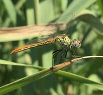 Image of Sympetrum tibiale (Ris 1897)