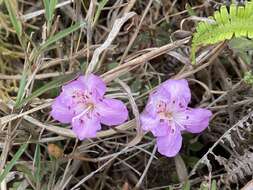 صورة Rhododendron farrerae Tate ex Sweet