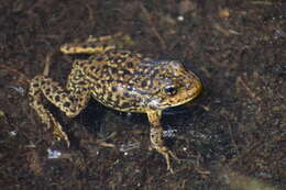 Image of Sierra Nevada Yellow-legged Frog