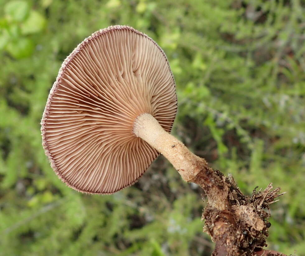 Image of Lentinus stuppeus Klotzsch 1833