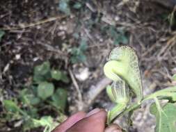 Image of Aristolochia variifolia Duch.