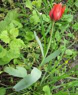 Image of Tulipa undulatifolia var. micheliana (Hoog) Wilford