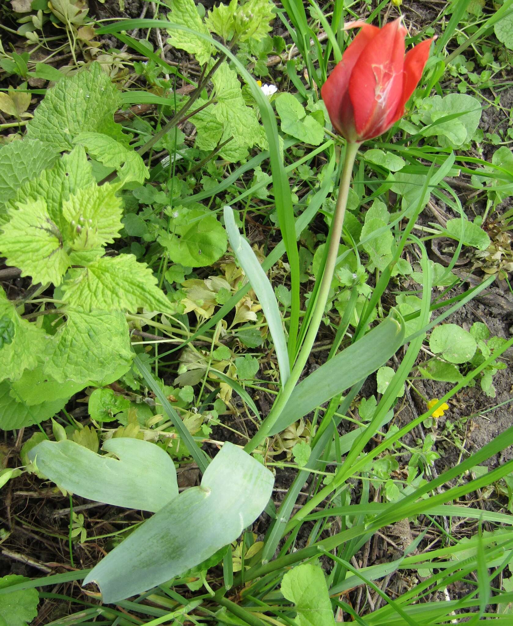 Image of Tulipa undulatifolia var. micheliana (Hoog) Wilford