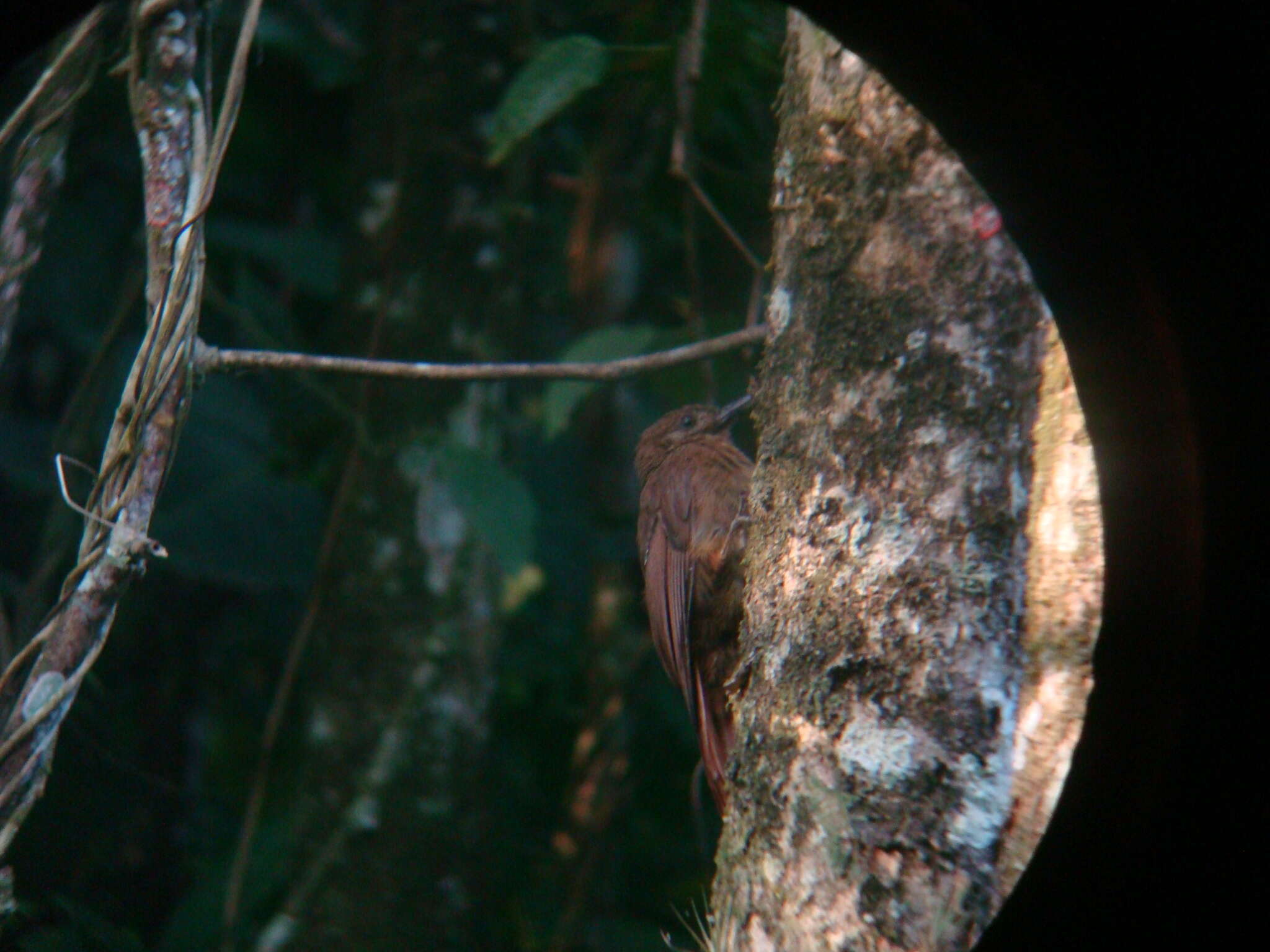 Image of Plain-brown Woodcreeper