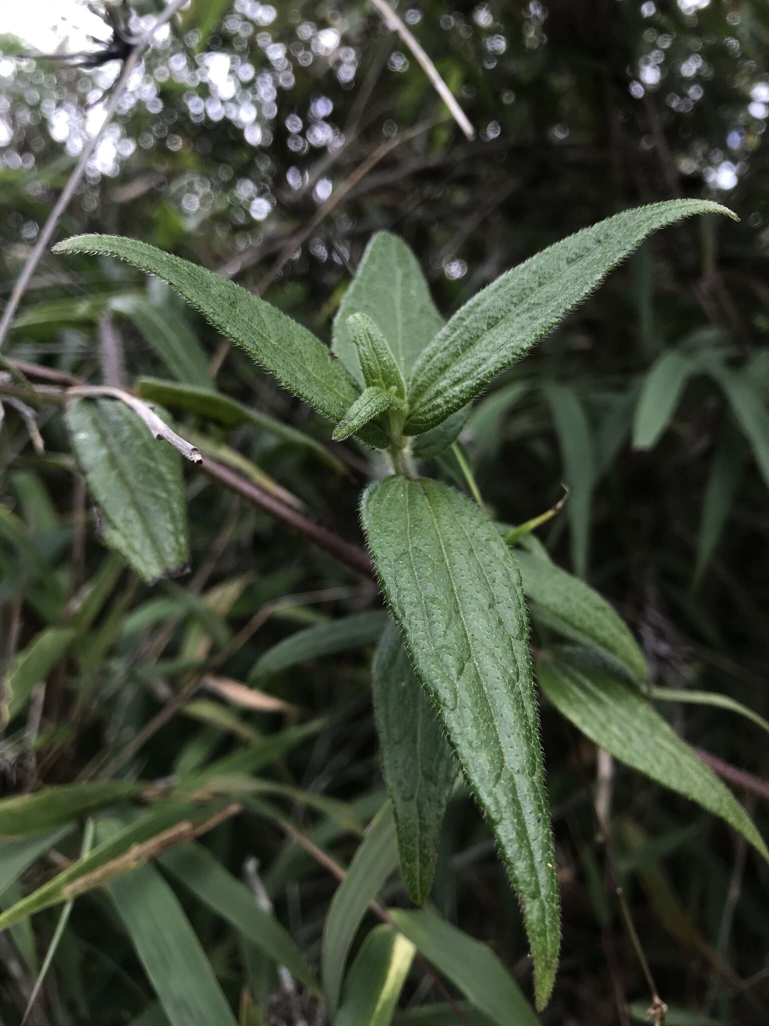 Image of Alloispermum caracasanum (Kunth) H. Rob.