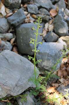 Scrophularia canina subsp. hoppii (Koch) P. Fourn. resmi