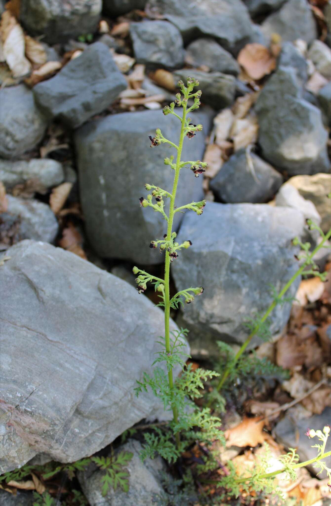 Scrophularia canina subsp. hoppii (Koch) P. Fourn. resmi