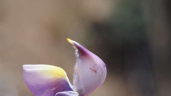 Image of mountain bush lupine