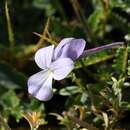 Image of Viola limbarae (Merxm. & W. Lippert) Arrigoni