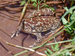 Image of Berber Toad