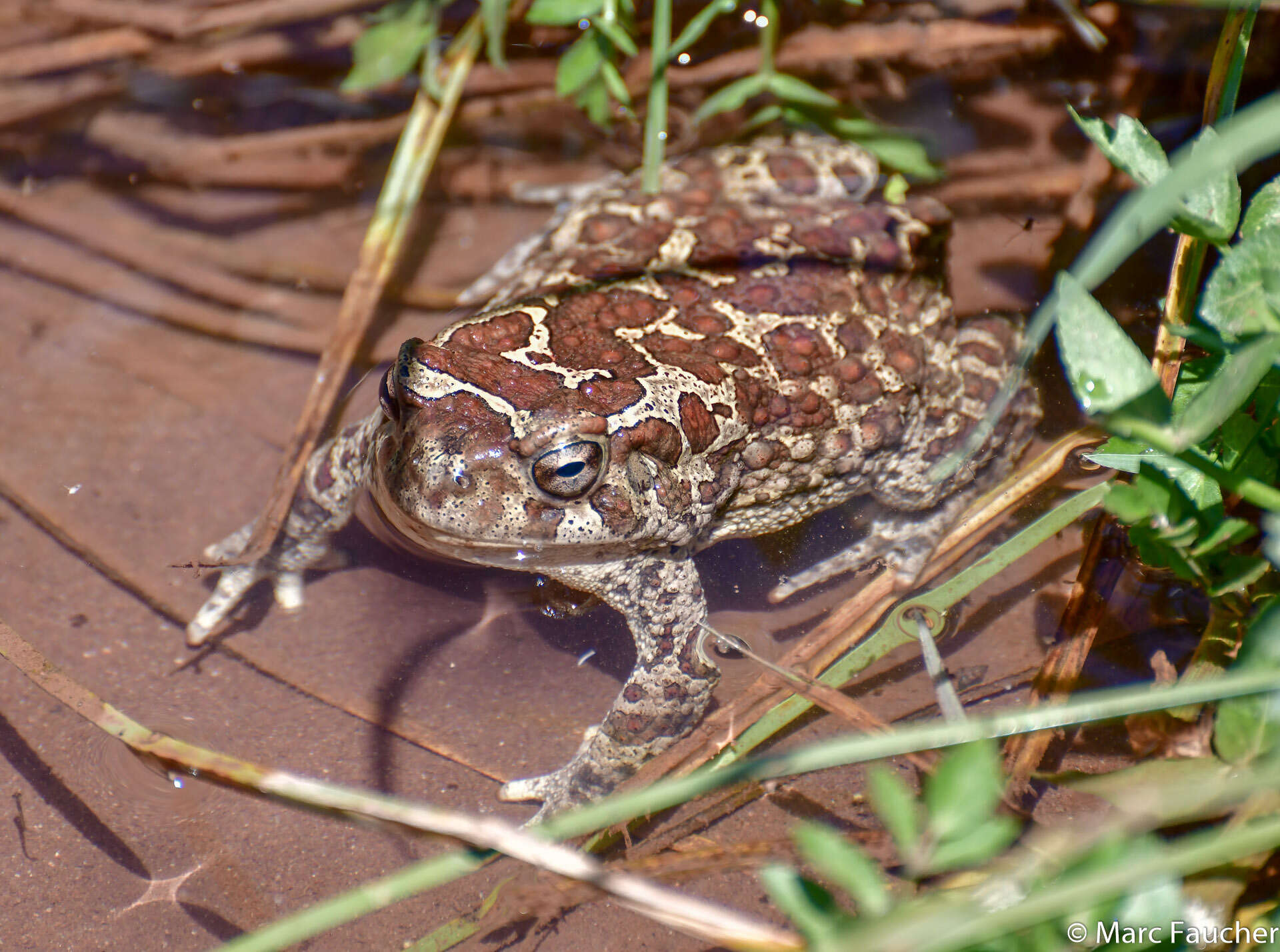 صورة Sclerophrys mauritanica (Schlegel 1841)