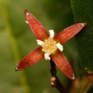 Image of Melicope glaberrima Guillaum.