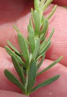 Image of Selago cinerea L. fil.