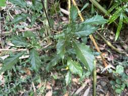 Image of Vitex quinata (Lour.) F. N. Williams