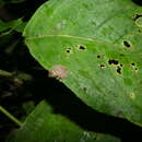 Image of Spring robber frog