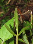 Kalanchoe deficiens (Forskål) Asch. & Schweinf. resmi