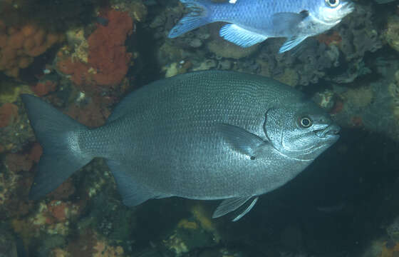 Image of Bermuda chub