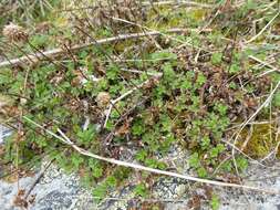 Imagem de Acaena anserinifolia (J. F. & G. Forst.) Druce