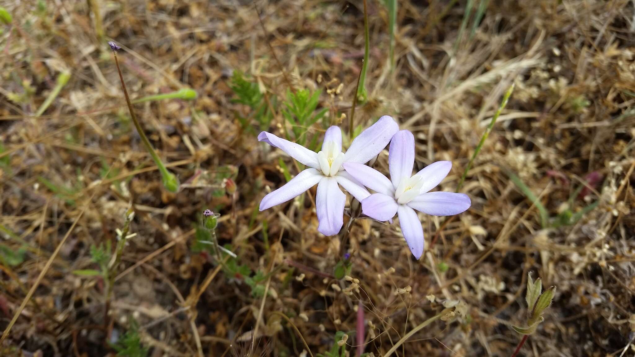 Sivun Brodiaea nana Hoover kuva