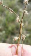 Image of River-Swamp Nut-Rush