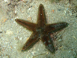 Image of Astropecten spinulosus (Philippi 1837)