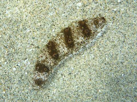 Image of Holothuria subgen. Stauropora Rowe 1969