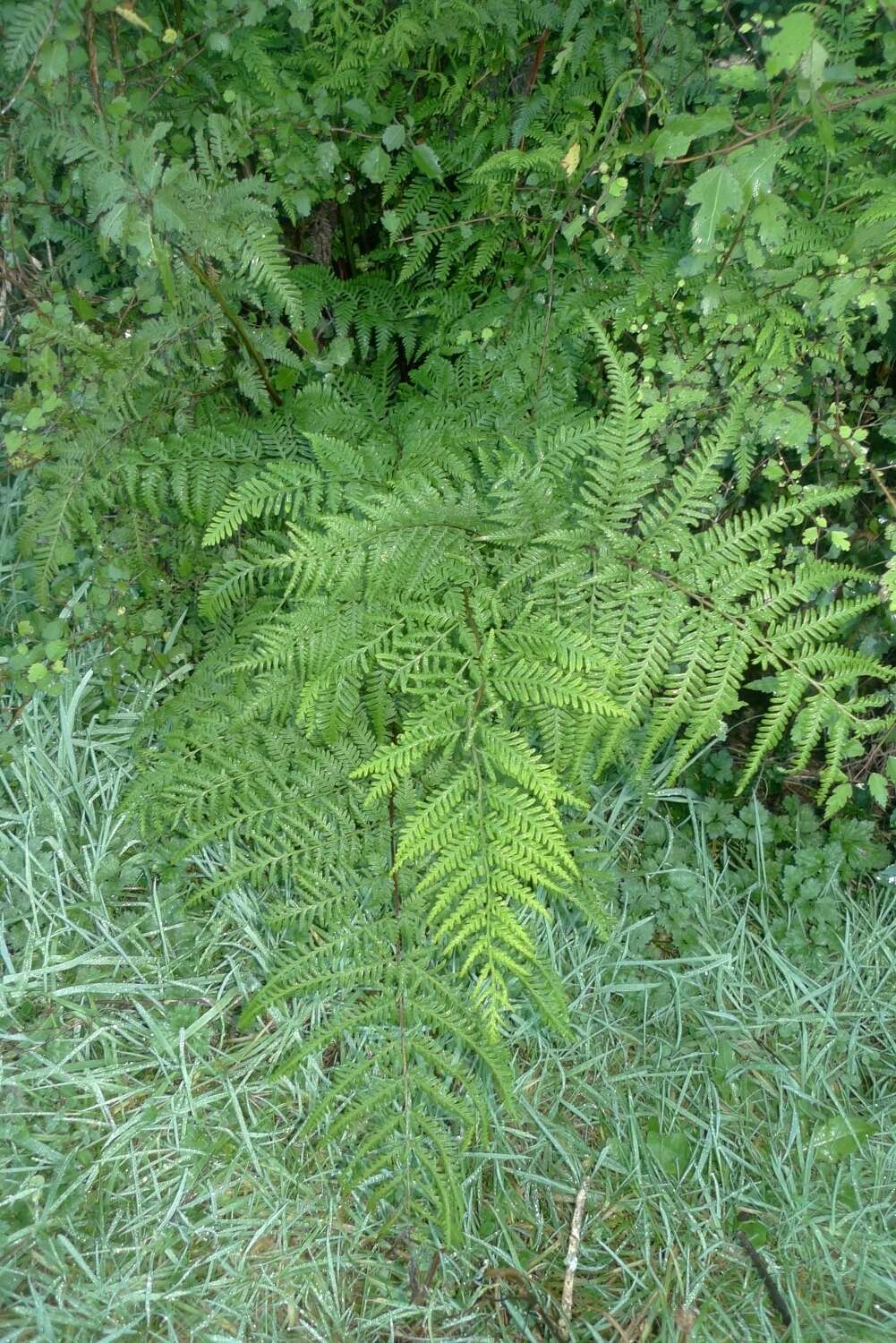 Слика од Pteris tremula R. Br.