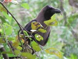 Imagem de Corvus splendens Vieillot 1817