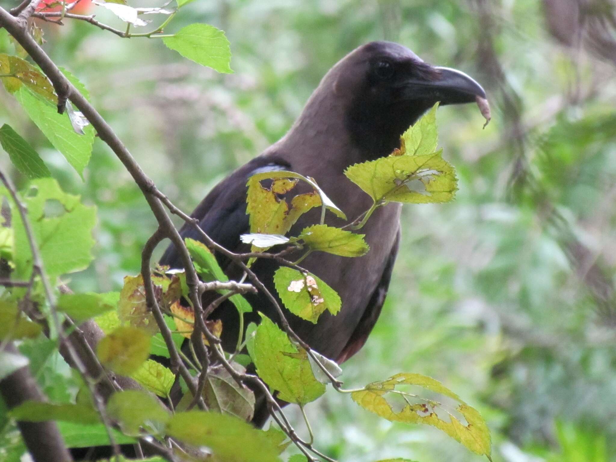 Imagem de Corvus splendens Vieillot 1817