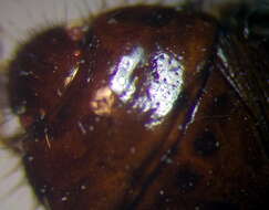 Image of Byrsinus fossor