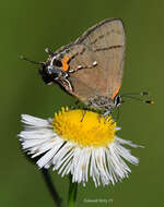 Image of Fulvous Hairstreak