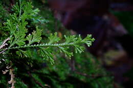 Image of medicinal spikemoss