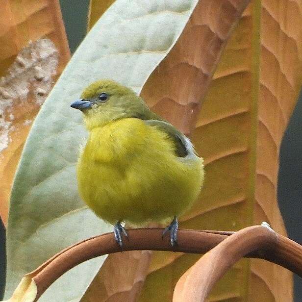 Imagem de Euphonia saturata (Cabanis 1861)