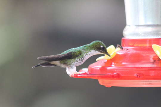 Image de Ocreatus underwoodii melanantherus (Jardine 1851)