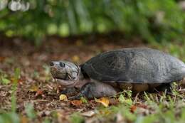 Image of Big-headed Amazon River Turtle