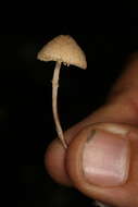 Image of Cystolepiota petasiformis (Murrill) Vellinga 2006