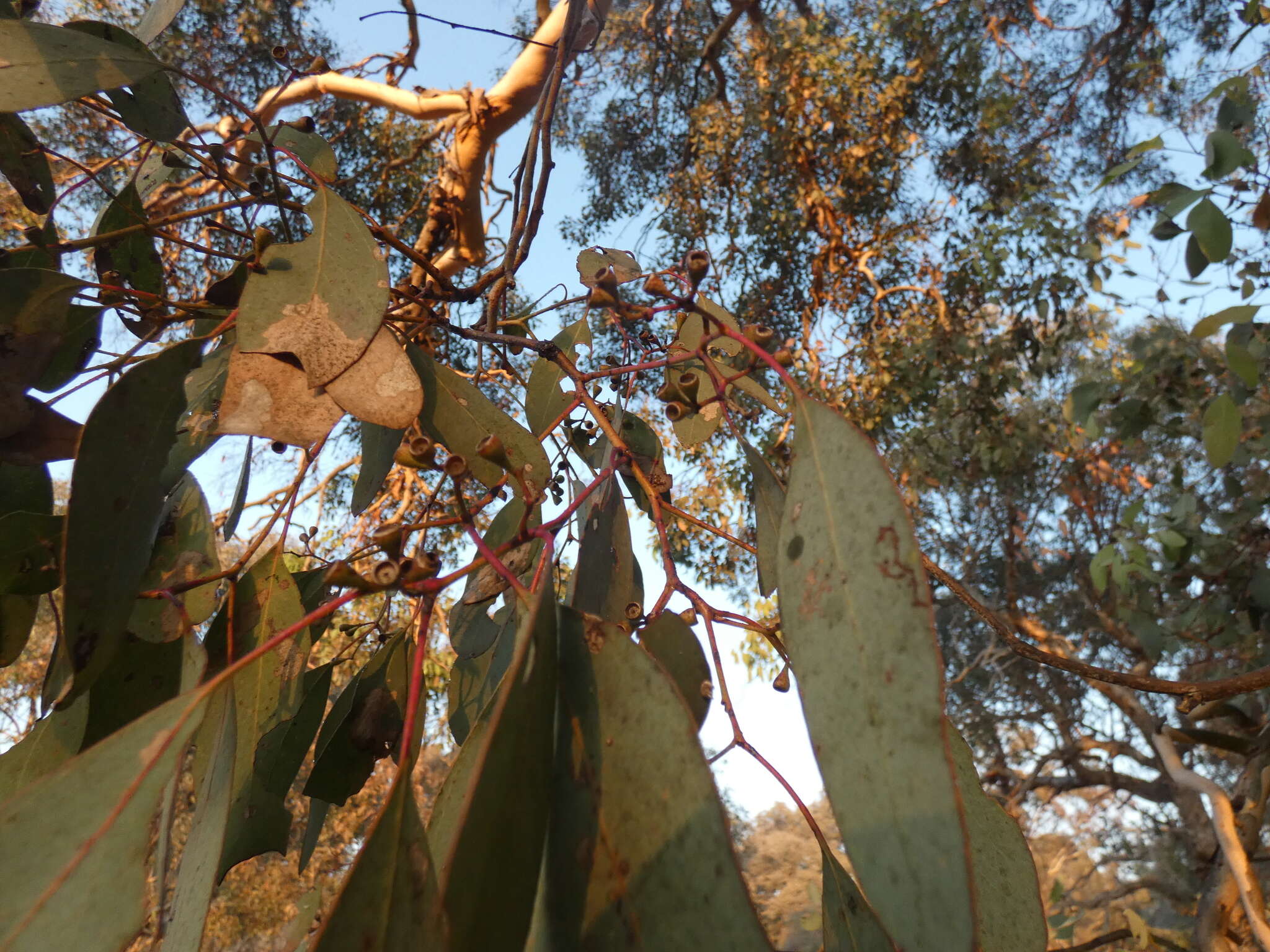 Image of Eucalyptus polyanthemos subsp. polyanthemos