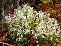 Image of reindeer lichen