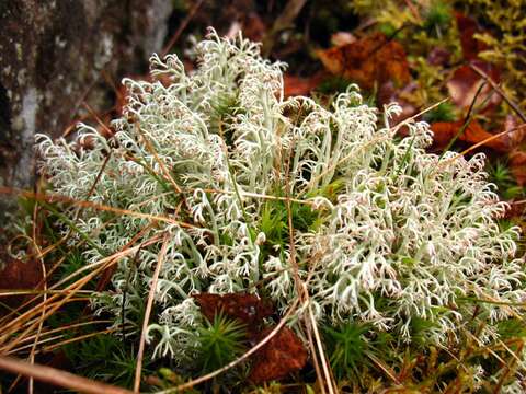 Image de Cladonia arbuscula (Wallr.) Flot.