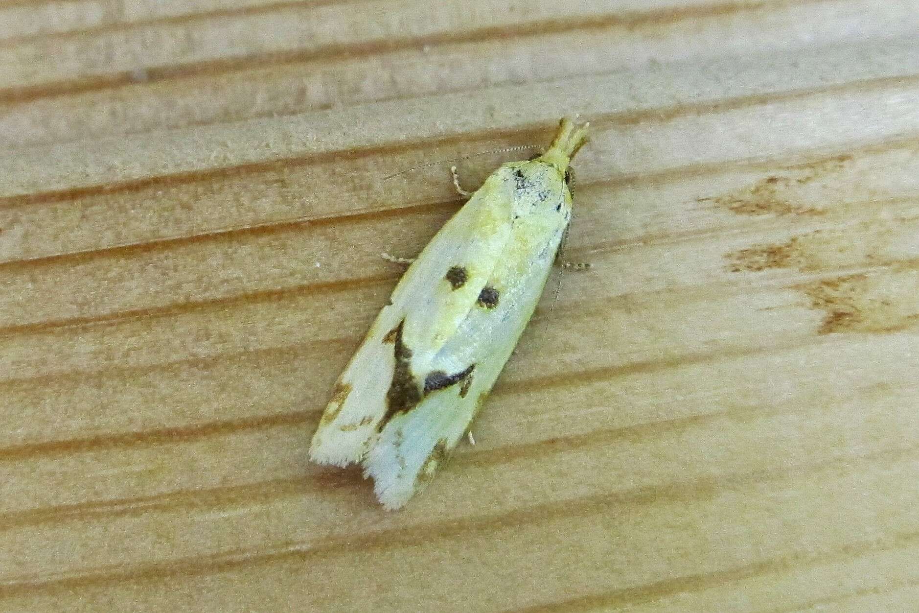 Image of Agapeta