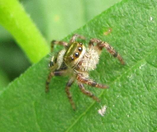 Image of Phidippus princeps (Peckham & Peckham 1883)