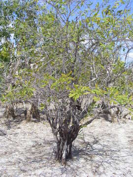 Image of Hakea pedunculata F. Müll.