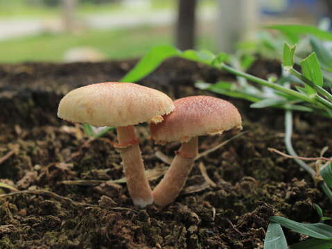 Image of Gymnopilus palmicola Murrill 1913