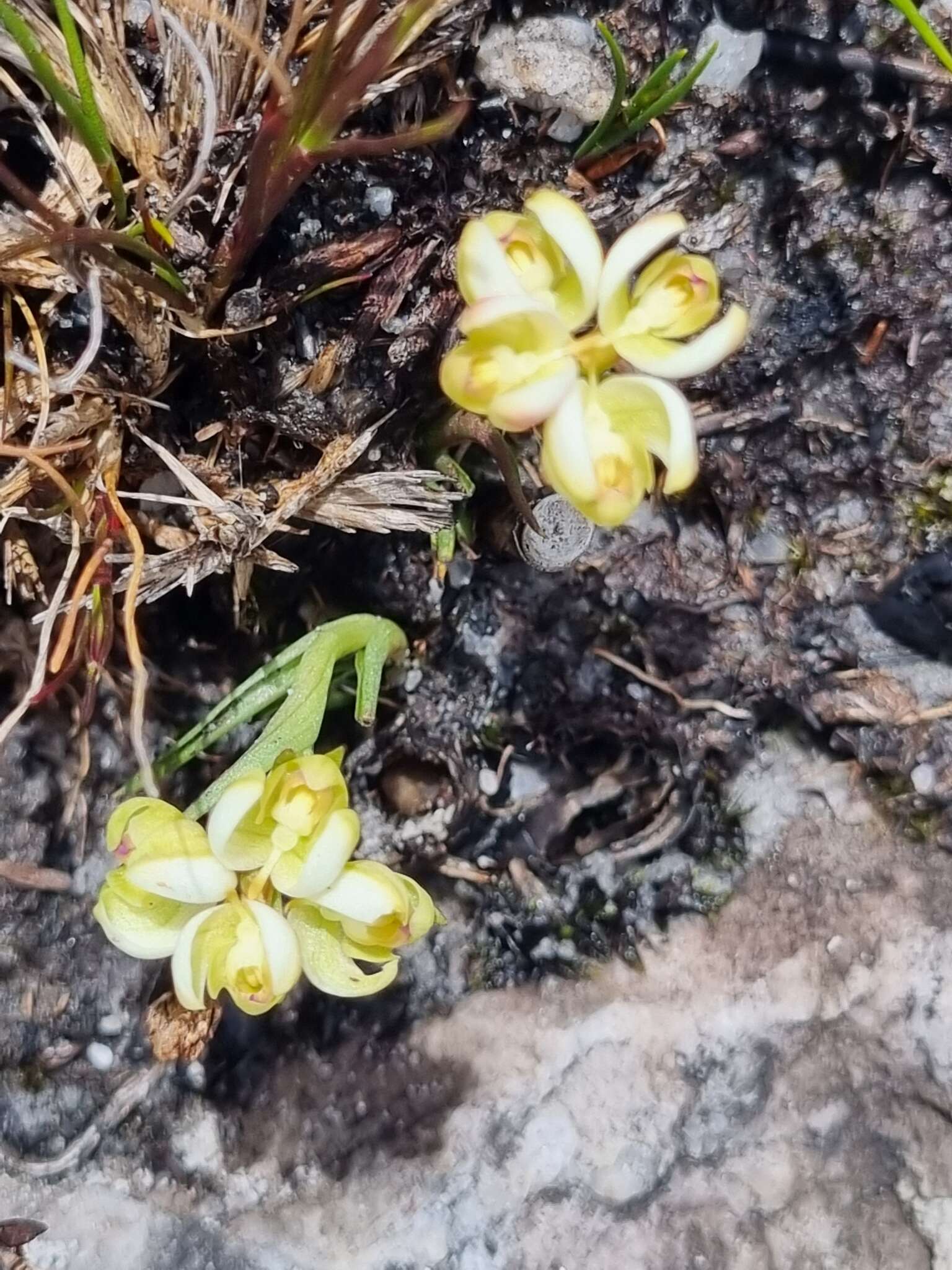 Image of Disa oligantha Rchb. fil.