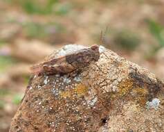 Image de Sphingonotus (Neosphingonotus) pachecoi (Bolívar & I. 1908)