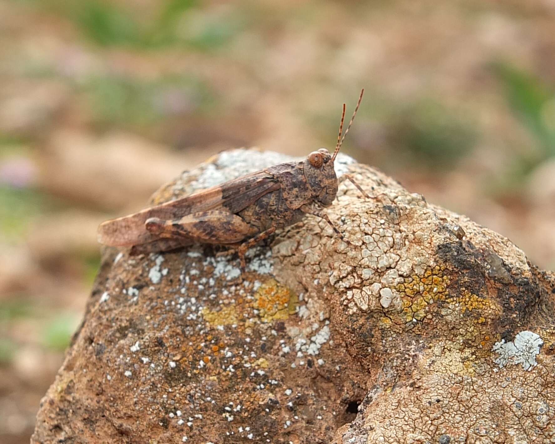 Image of Sphingonotus (Neosphingonotus) pachecoi (Bolívar & I. 1908)